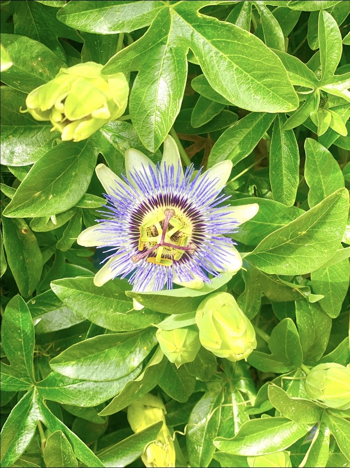 Floral detail